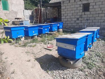 ramka bal v Azərbaycan | DIGƏR EV DEKORU: Şabran rayonu kilvar kendinde 10 yeşiy arı aylesi satilir 8 12 ramka