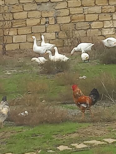 Toyuqlar: Salam xoruzlar satılır 6 aylıq xoruzlardır inkivatortdan çıxan cücələr — 2