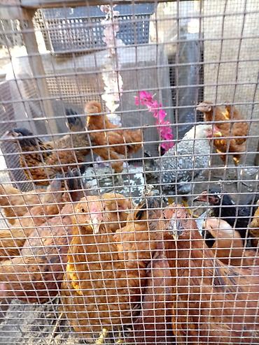 индюшата суточные: Продаю | Куры | Несушки — 1