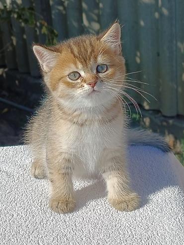 кошка шиншила: Скотиш Страйт (Шотландская прямоухая), 1 месяц, Мальчик, Золотая шиншилла, Приучена к лотку, Проглистована — 4