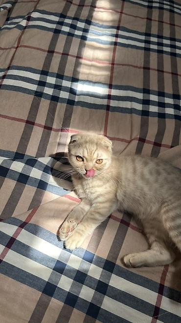 Шотландский вислоухий котёнок (скоттиш-фолд), окраса крем‑таби. -