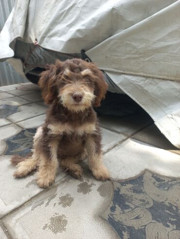 купить собаку малинуа: Şirin balaca it balası – qəhvəyi-krem rəngli uzun tüklü