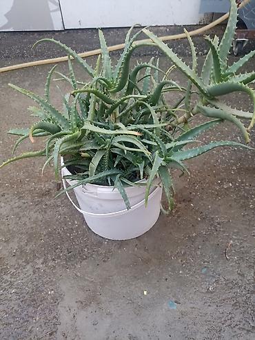 mal dili gülü: Asma qabda iki müxtəlif otaq bitkisi seti 1) Aloe (sukkulent) - — 7
