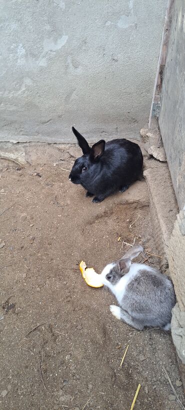 Dovşanlar: Sağlam dovşanlar satılır 13 azn 3 dənədir — 9