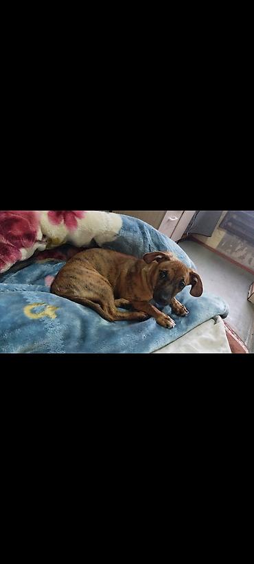 Продажа собак: Отдам даром породистую собачку мини такса за 20 кг муки и за 4 кг — 9