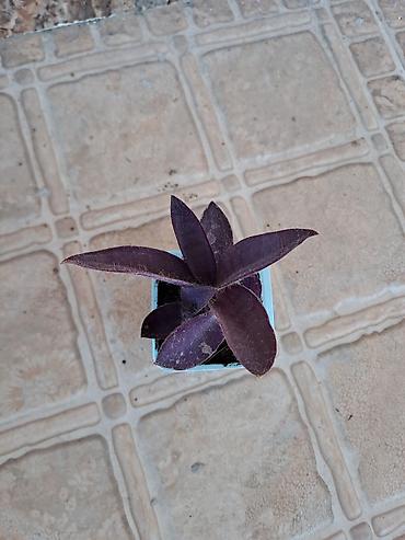 roza: Bənövşəyi Tradescantia (Tradescantia pallida – Purple Heart) şitili - — 2