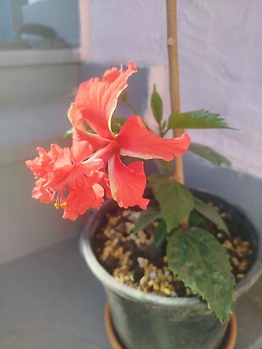 xoruz otu bitkisi: Qızılqırmızı Hibiskus (Çin qızılgülü) – satsıda canlı bitki - Növ — 2