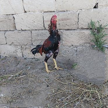 barter xoruz: Diqqətlə oxu 👉 qiymət razılaşma yoluynan Salam yaxşı qan xətti xoruz — 7