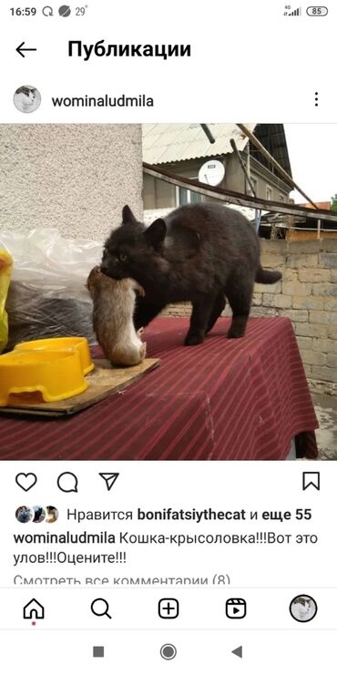 где купить котенка в бишкеке: Кошка даром: Беспородная, Мальчик, Приучена к лотку, Проглистована