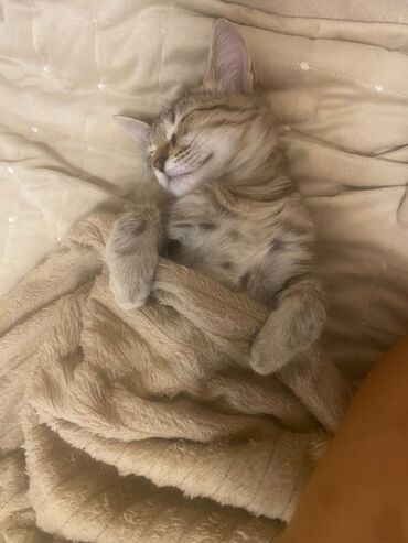 Pişiklər: Sekilleri cevirib baxin her biri pulsuz sahiblendirilir. tertemiz ev — 5