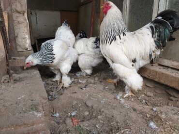 цыплята в бишкеке: Семья светлой брамы 3+1 6500 сом. Чистокровные без смеси. Есть