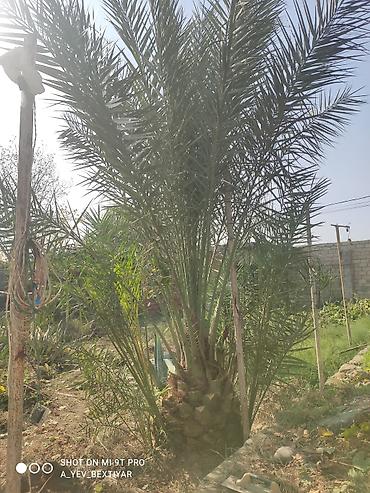 xar tut agaci: Xurma (xurmapalması) ağacı - Növ: Xurma palmı (Phoenix dactylifera) - — 4