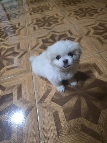 İtlər: Pekines, 2 ay, Dişi — 12