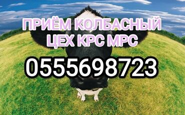 продаю индюков: Сатып алам | Уйлар, букалар, Жылкылар, аттар, Башка а/ч жаныбарлары | Күнү-түнү, Бардык шартта, Союуга, этке