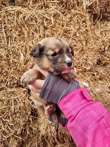 Продажа собак: Малыши ищут дом, и заботливых хозяев кушают сами, кушают все — 3