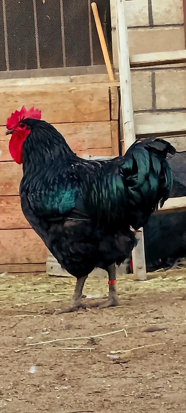 Птицы: Джерсийский гигант жумурткага жана жөжөлөргө заказ алабыз — 1