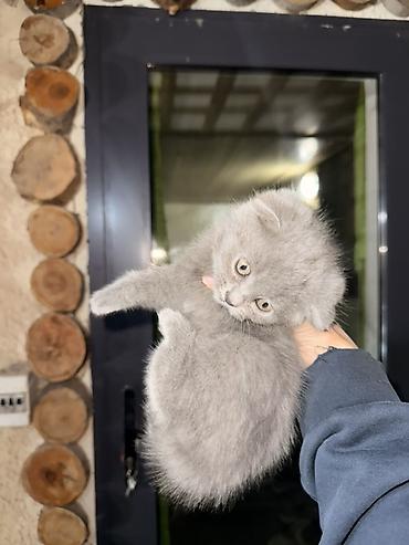 Продажа кошек: Шотландские вислоухие котята (Scottish Fold), голубой окрас. Отдадим — 3