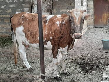 Dana, buzov: Süd verən heyvandı. Üçü birlikdə satılır. Qiyməti razılaşma yolu ilə — 4