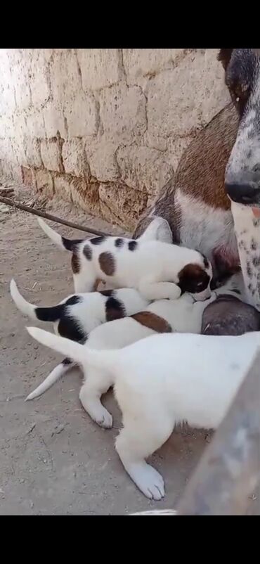 sudluk inekler satışı: Qurdbasar, 1 ay, Erkek, Peyvəndli, Ödənişli çatdırılma, Rayonlara çatdırılma