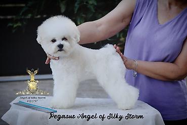 cane corso štenci: Odgajivačnica kovrdžavih bišona Angel of Silky Storm, leglo „P“ 2 — 10