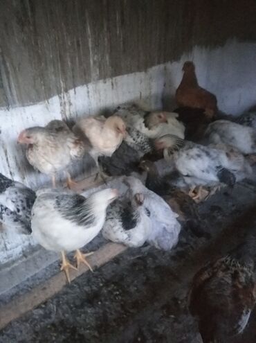 голуби птицы животный: Домашние цыплята Возраст 4 месяца 20 штук