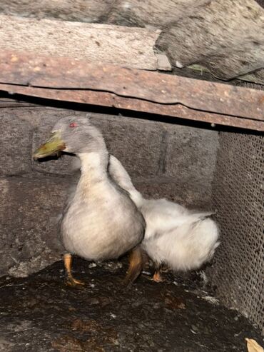 домашняя птица: Срочно продам