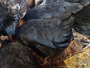 kakadu quşu: Avstralop. Xoroz ve fereler. 4 aypiglardı. Tam saglam. Aktiv — 4