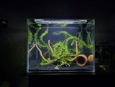 akvarium satilir: Dördbucaq akvarium, 60 l — 3