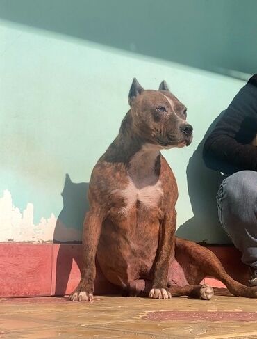 afcarka iti: Pitbul, 2 ay, Dişi, Peyvəndli, Ödənişli çatdırılma