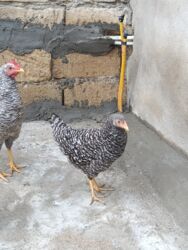 Digər quşlar: 6 eded 3 ayliq amroks cinsi(3 fere 3 xoruz)6 ededi 65azn. 8 eded 5 — 16