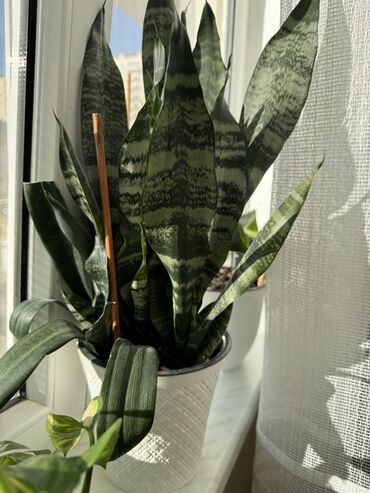 Otaq bitkiləri: Güllər satılır dibçəkdə, hamısını götürənə endirim. Birinə aiddir — 6