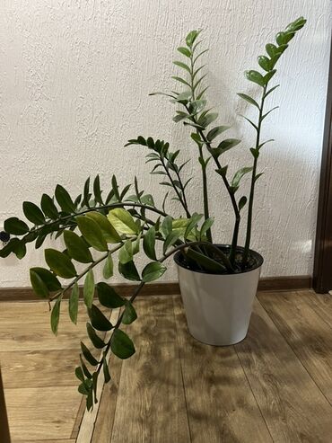 лимон комнатный купить: Замиокулькас (долларовое дерево) в декоративном горшке.
Большой!