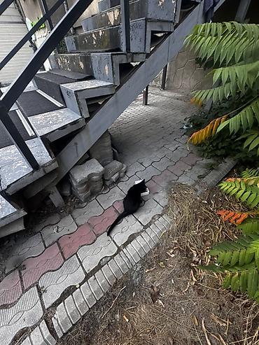 Отдам даром кошку: Кошка даром: Беспородная, 3 месяца, Девочка, Приучена к лотку — 5