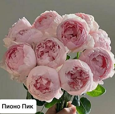 алоказии: Роза — 3
