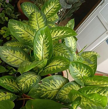 Фикусы: Комнатные растения — коллекция укоренённых саженцев и деток - Фикусы — 13