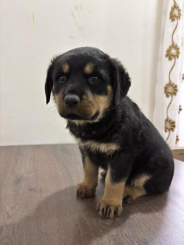 İtlər: Rotveyler, 2 ay, Dişi — 8