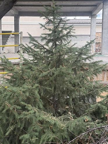 слива фрукт: Ель (хвойное дерево) для посадки в саду/на участке - Порода: ель — 1