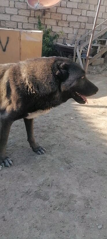 İtlər: Kanqal, 2 ay, Erkek, Peyvəndli, Ünvandan götürmə, Rayonlara çatdırılma, Ödənişli çatdırılma — 11