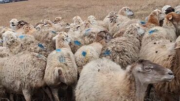 Qoyunlar, qoçlar: Otlaqda otlayan bir sürü qoyun. Qoyunların əksəriyyəti açıq rəngli — 3