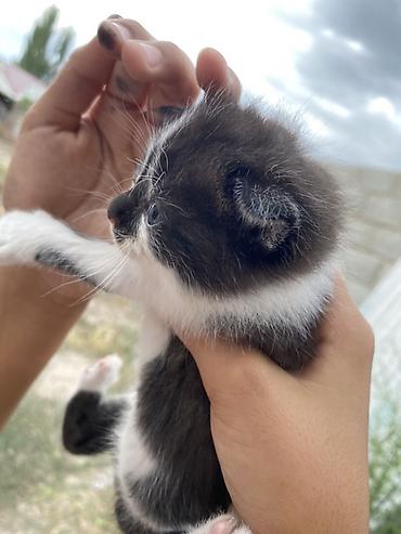 Мышыктар: Котята, скотиш фолддомашние, ручные. На выбор несколько малышей: - — 4