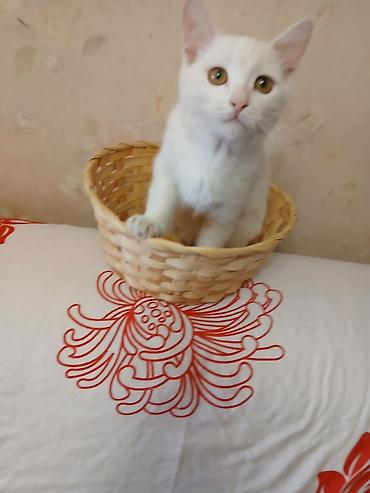 котик белый: Ангорская, 4 месяца, Девочка, Белый — 2