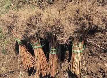 Semena i sadnice: Na prodaju sadnice maline stari Vilamet. Dugogodišnje porodično — 1