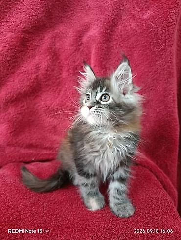 котёнок в хорошие руки: Мейн-Куны!!!🥰🥰🥰 Продаются Чистокровные,Шикарные котята!Три девочки — 6