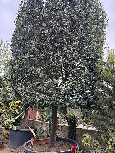 palid agaci: Evergreen dekorativ ağac – formalı tacla - Bitki tipi: Həmişəyaşıl — 5