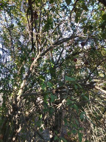 Torpaq sahələrinin satışı: 12 sot, Mülkiyyətçi, Kupça (Çıxarış) — 9