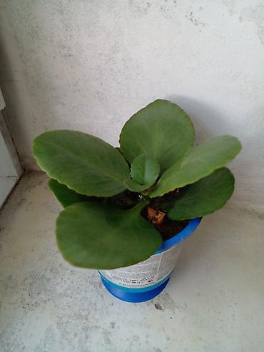 otaq gülləri: Succulent və kaktus dəsti – 3 müxtəlif bitki - Kalanxoe (sukulent) — 1