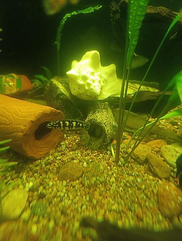 Аквариумы: Продаю аквариум 400 литров со всем содержимым ( фильтр грунт декорации — 6