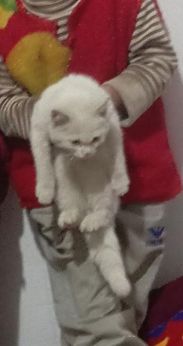 шотландская вислоухая кошка фото цена: Белый котёнок с пушистой шерстью - Окрас: сплошной белый, носик с — 3