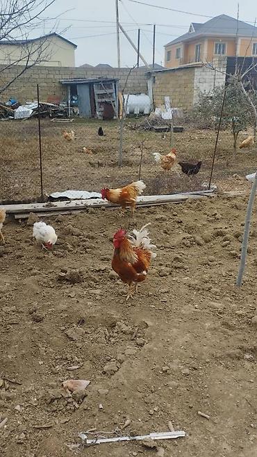 K/t heyvanları və malları: Orginal temiz qan lohman braun,lohman sandy lohman sls loham white — 1