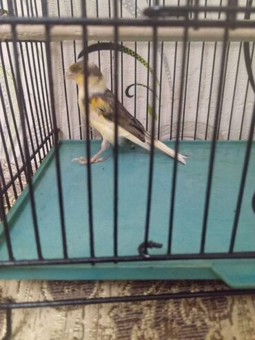 Bülbüllər: Salam. Bulbul satilir. 10 ayliqdi. Fevral ayinin qusudu. Oz qusumun -da lalafo.az — 19 Bülbüllər: Salam. Bulbul satilir. 10 ayliqdi. Fevral ayinin qusudu. Oz qusumun — 19